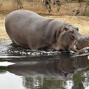 Common hippopotamus (Hippopotamus amphibius)