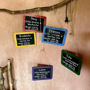 Hippo Names/Ages/Weights