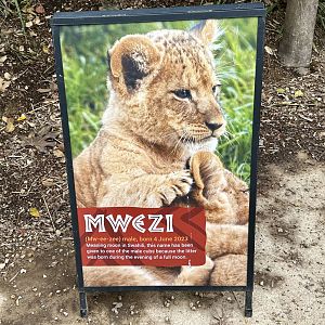Lion Cub Profile - Mwezi