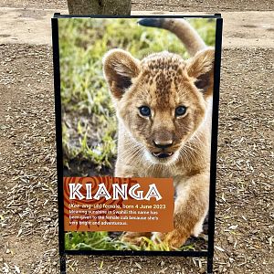 Lion Cub Profile - Kianga