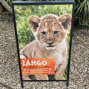 Lion Cub Profile - Jango