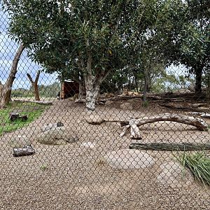 African Lion Exhibit