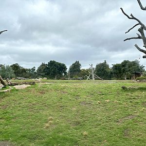 African Lion Exhibit (Second Exhibit)