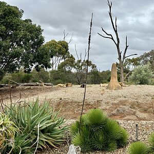 African Lion Exhibit