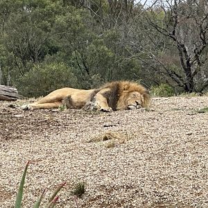 Sheru (African lion)
