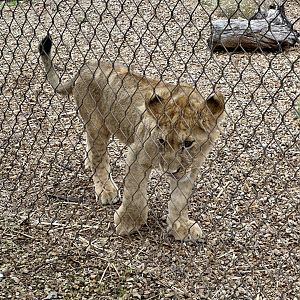 Jango (African lion)