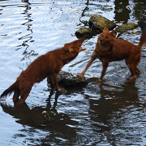 [2019] Dholes