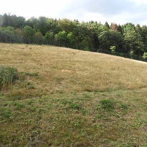 [2019] Lion enclosure