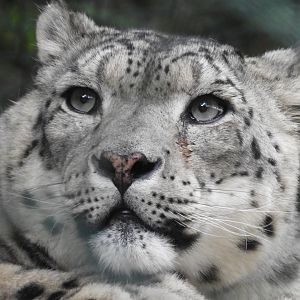 [2019] Snow leopard