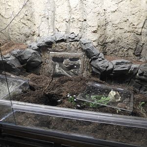 [2019] Ansell's mole-rat enclosure