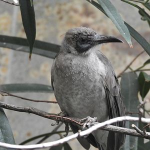 [2019] Little friarbird