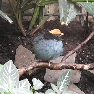 [2019] Blue manakin