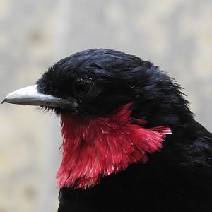 [2019] Red-breasted fruitcrow