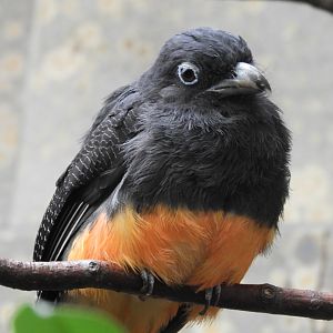 [2019] White-tailed trogon