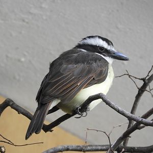 [2019] Kiskadee