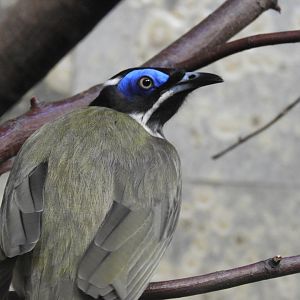 [2019] Blue-faced honeyeater