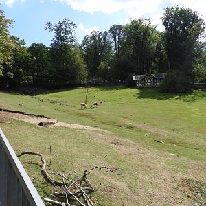 [2019] Enclosure for South American species