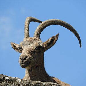 [2019] Siberian ibex