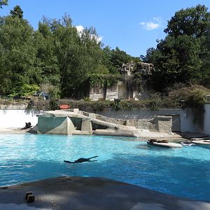 [2019] Sea lion enclosure