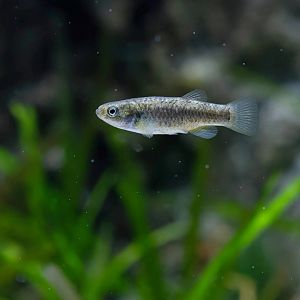 Sahara aphanius (Apricaphanius saourensis)