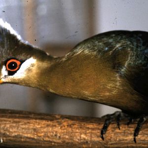 Hybrid White-crested turaco x Schalow's turaco