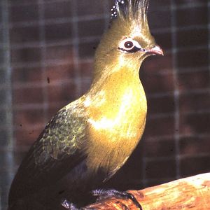 Schalow's turaco