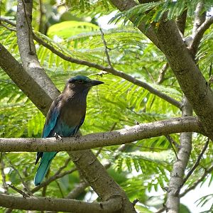 Indo-Chinese roller (Coracias affinis)