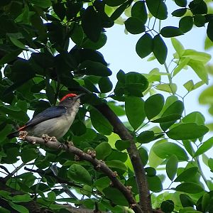 Scarlet-backed flowerpecker (Dicaeum cruentatum cruentatum)