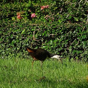 White-breasted waterhen (Amaurornis phoenicurus phoenicurus)
