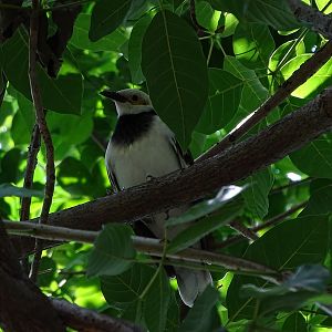 Black-collared starling (Gracupica nigricollis)