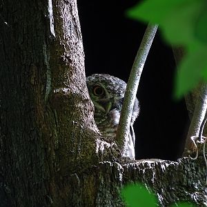 Spotted owlet (Athene brama mayri)