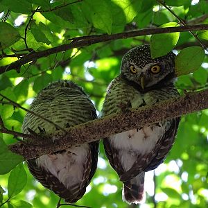 Spotted owlet (Athene brama mayri)