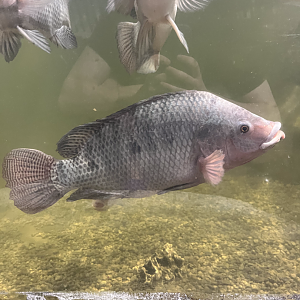 Tilapia ID
