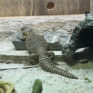 Uromastyx ID