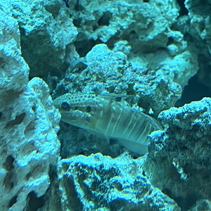 Goby ID
