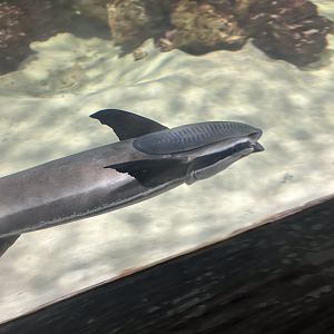 Remora ID