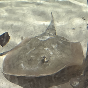 Stingray ID