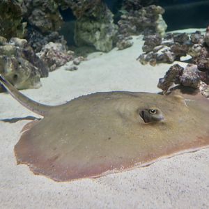Atlantic Stingray (Hypanus sabinus)