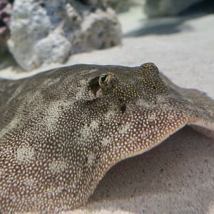 Yellow Stingray (Urobatis jamaicensis)