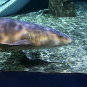 Nurse Shark (Ginglymostoma cirratum)
