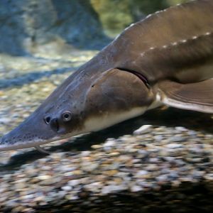 Lake Sturgeon (Acipenser fulvescens)