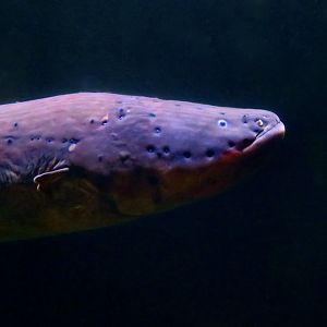 Electric Eel (Electrophorus electricus sensu lato)