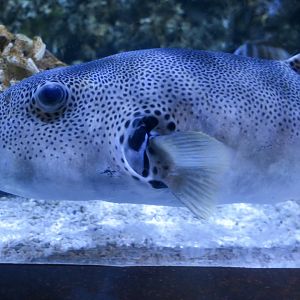 Starry Puffer (Arothron stellatus)