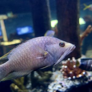 Slingjaw Wrasse (Epibulus insidiator)