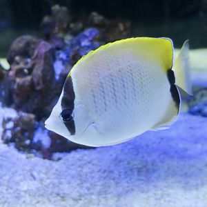 Reef Butterflyfish (Chaetodon sedentarius)