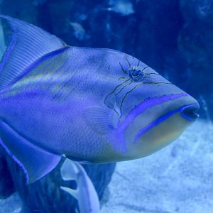 Queen Triggerfish (Balistes vetula)
