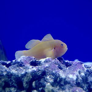 Poison Goby (Gobiodon citrinus)