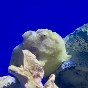 Painted Frogfish (Antennarius pictus)