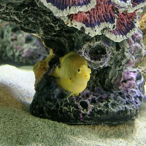 Lemon Damselfish (Pomacentrus moluccensis)