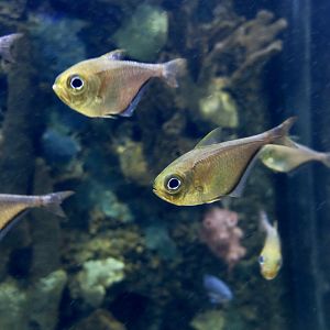 Glassy Sweeper (Pempheris schomburgkii)